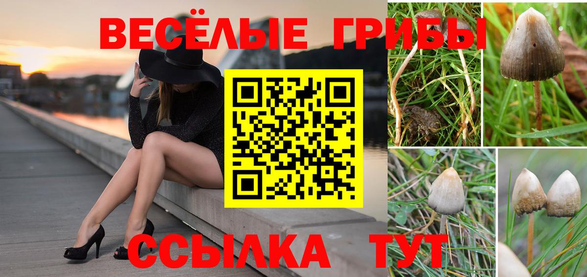 Новочеркасск  Псилоцибиновые грибы мицелий  цена наркотик  Вход с VPN 
